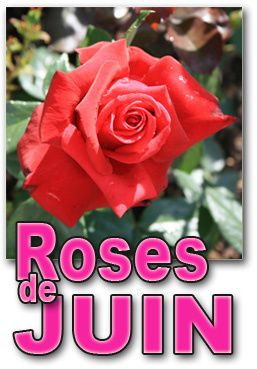 roses-de-juin.jpg