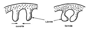 Gouttière oesophagienne. Techniques d'elevage. Source Ribot. 