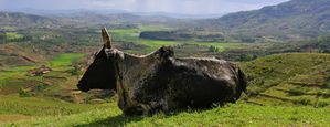 zebu