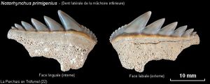Planche-dent-inf-jpg