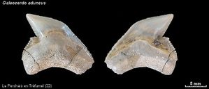 Galeocerdo aduncus 02