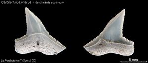 Planchecarch.05
