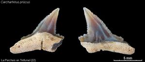 Planchecarch.08