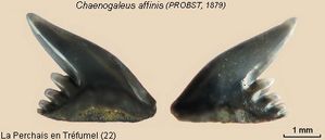 Chaenogaleus-affinis2.jpg