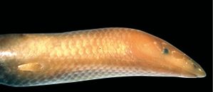 1-lezard-moby-dick-10841267kmcrb_1713.jpg