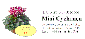 Cyclamen.gif