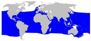Repartition-geograph.Isurus.jpg