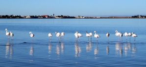 walvis bay flamand
