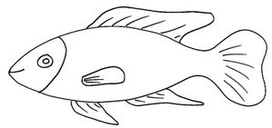 poisson18.jpg