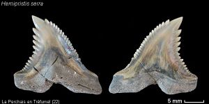 Hemipristis-planche-01.jpg