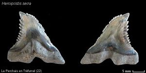Hemipristis planche 02