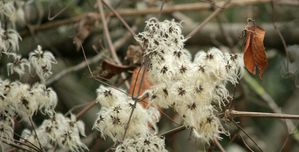 clematites.jpg