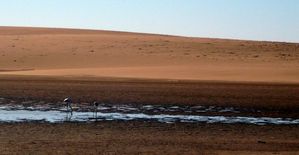 flamand walvis bay dune
