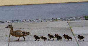 01-Enten-02-Marsch-zum-Hofgarten2.jpg