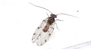 Ectopsocus briggsi (19)