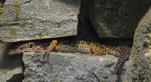 gecko-leopard.jpg