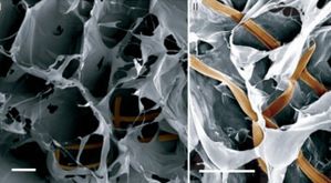 nanoelectric-scaffolds-crop2-640x353.jpg