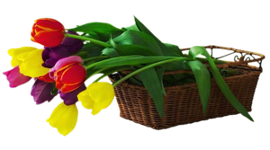 -Les-tulipes