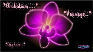 thumb-orchis_jaune_neon_rose-copie-1.jpg