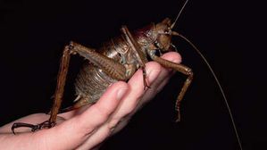 Weta-en-main.jpg