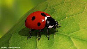 coccinelle_.jpg