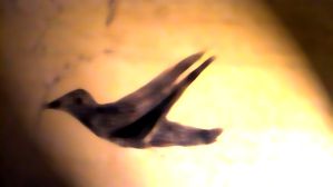 11 pigeon vole