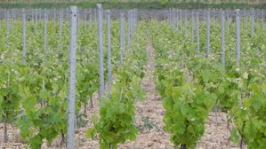 PLANTATION-VIGNE_119-14-AVRIL-2012.JPG