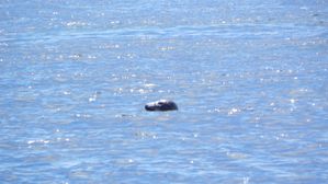 1.Phoque sauvage Île de Molène 01 août 2012