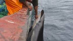 les-pecheurs-peruviens-tuent-des-dauphins-pour-les-decouper.jpg