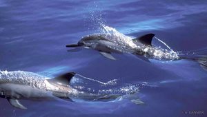 Dauphin long bec - Spinner dolphin - Stenella longirostris