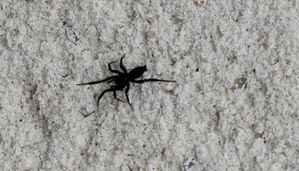 zelotes sp