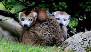 lemur couronne (3)