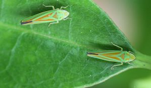 La-Cicadelle-du-rhododendron.-Graphocephala-fennahi--Homopt.jpg