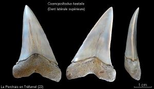 Cosmopolitodus hastalisPlanche1