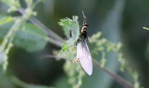 ephemeroptere.jpg