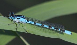Agrion porte-coupe