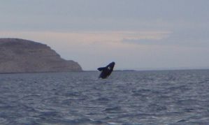 SAUT