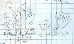 Tulipes-noir-et-blanc.JPG