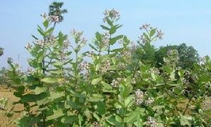 Calotropis-gigantea-Plant
