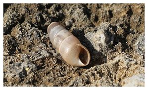 mollusque-1679.jpg