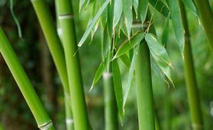 bambou ecolo