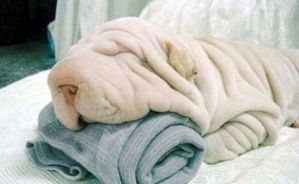 chien_frippe.jpg