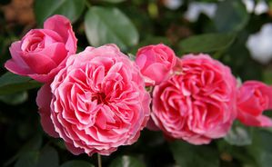 RosengartenBrautpaare 02 01b