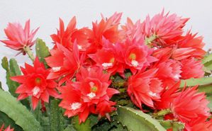 RohmEwald-Blumenschmuck-Kaktus2.jpg