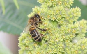 abeille mellifère sur fleur de sumac de Virginie