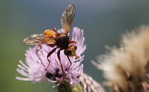 conopidae Sicus ferrugineux, Sicus ferrugineus 7