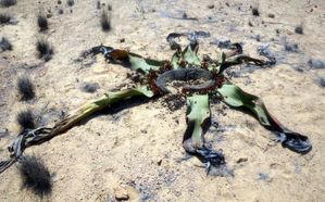 welwitschia mâle