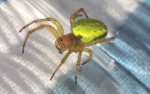 epeire-concombre-araniella-sp--10--copie-1.jpg