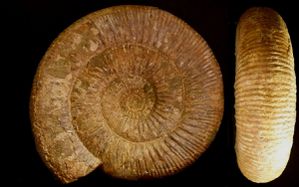 Lokuticeras tenuicostatum