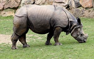 rhinoceros indien (3)